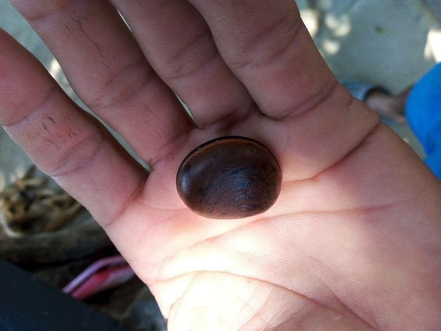 Mucuna sloanei — search result for 'Ghana'