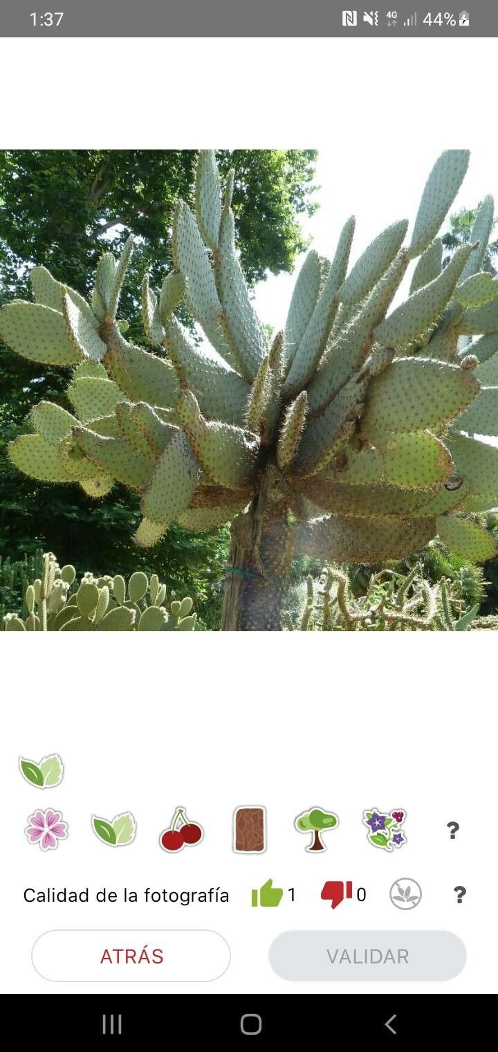 Opuntia galapageia fruit