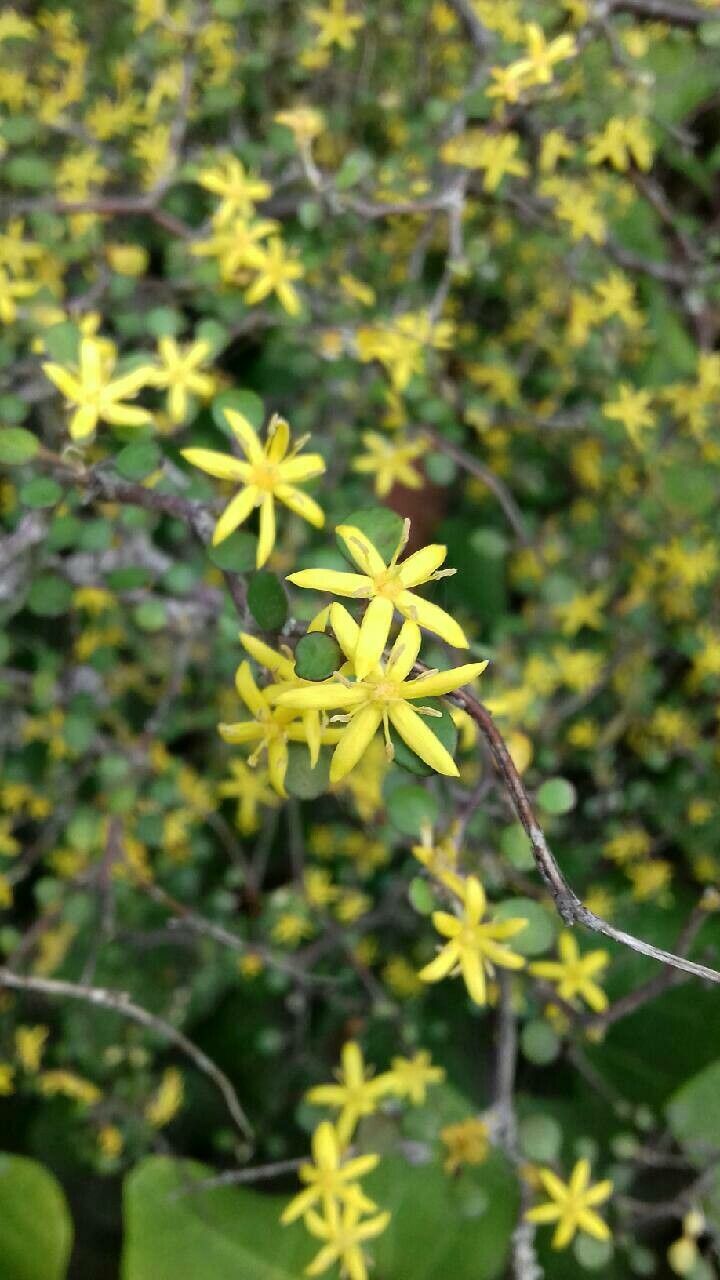Corokia cotoneaster flower