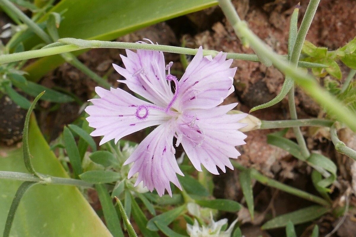 Dianthus strictus — houseplant care guide