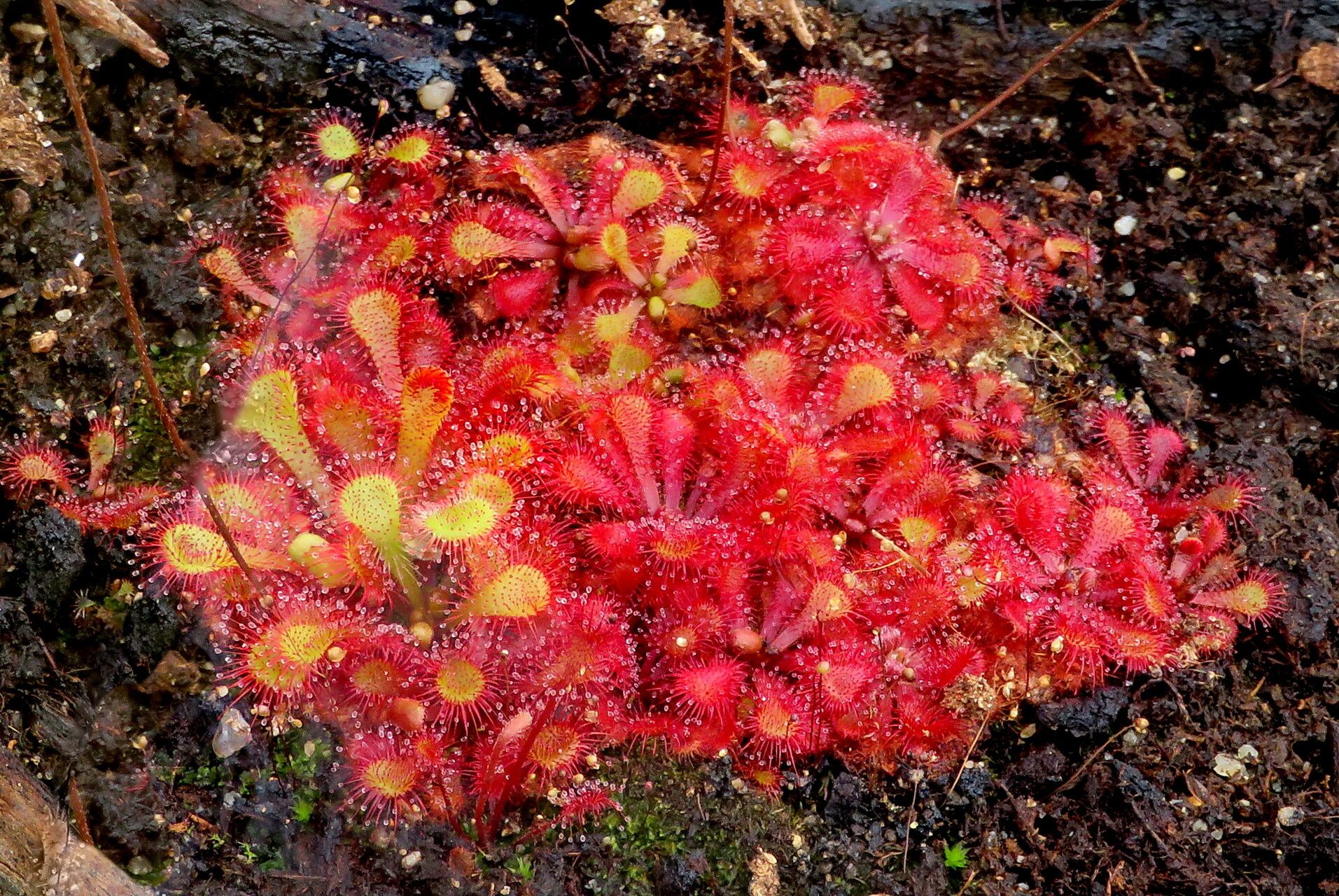 Drosera natalensis habit