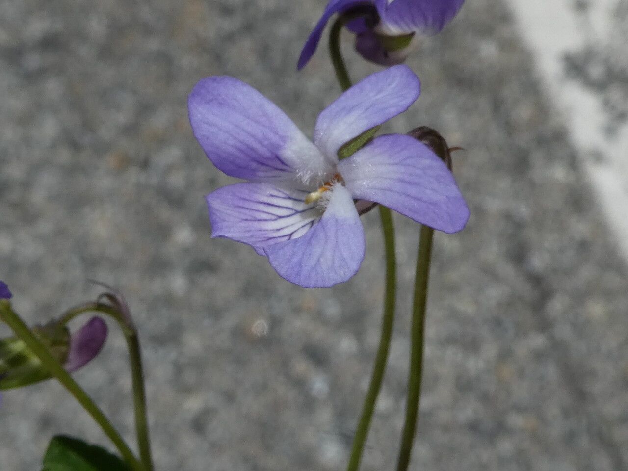 Viola rupestris flower