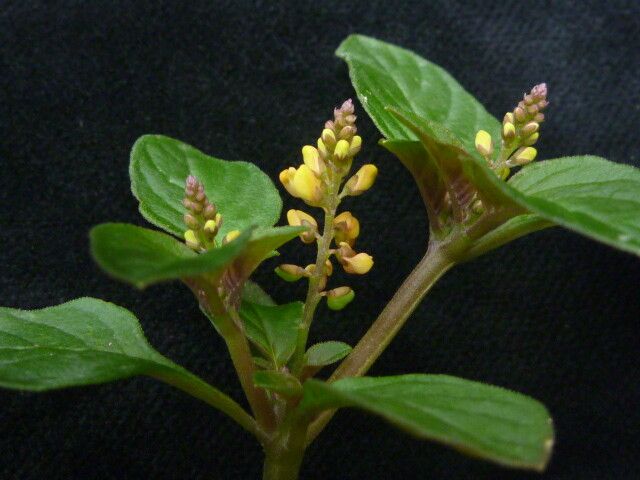 Polygala furcata — houseplant care guide