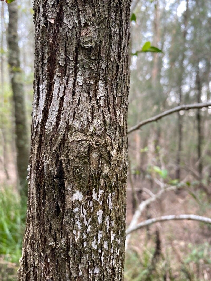 Glochidion ferdinandi bark
