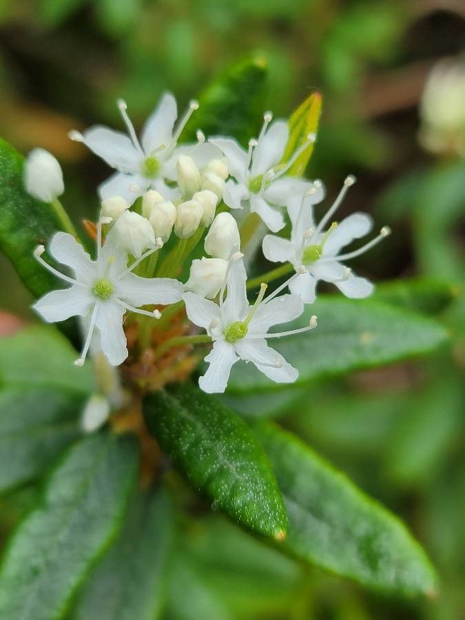 Rhododendron columbianum flower