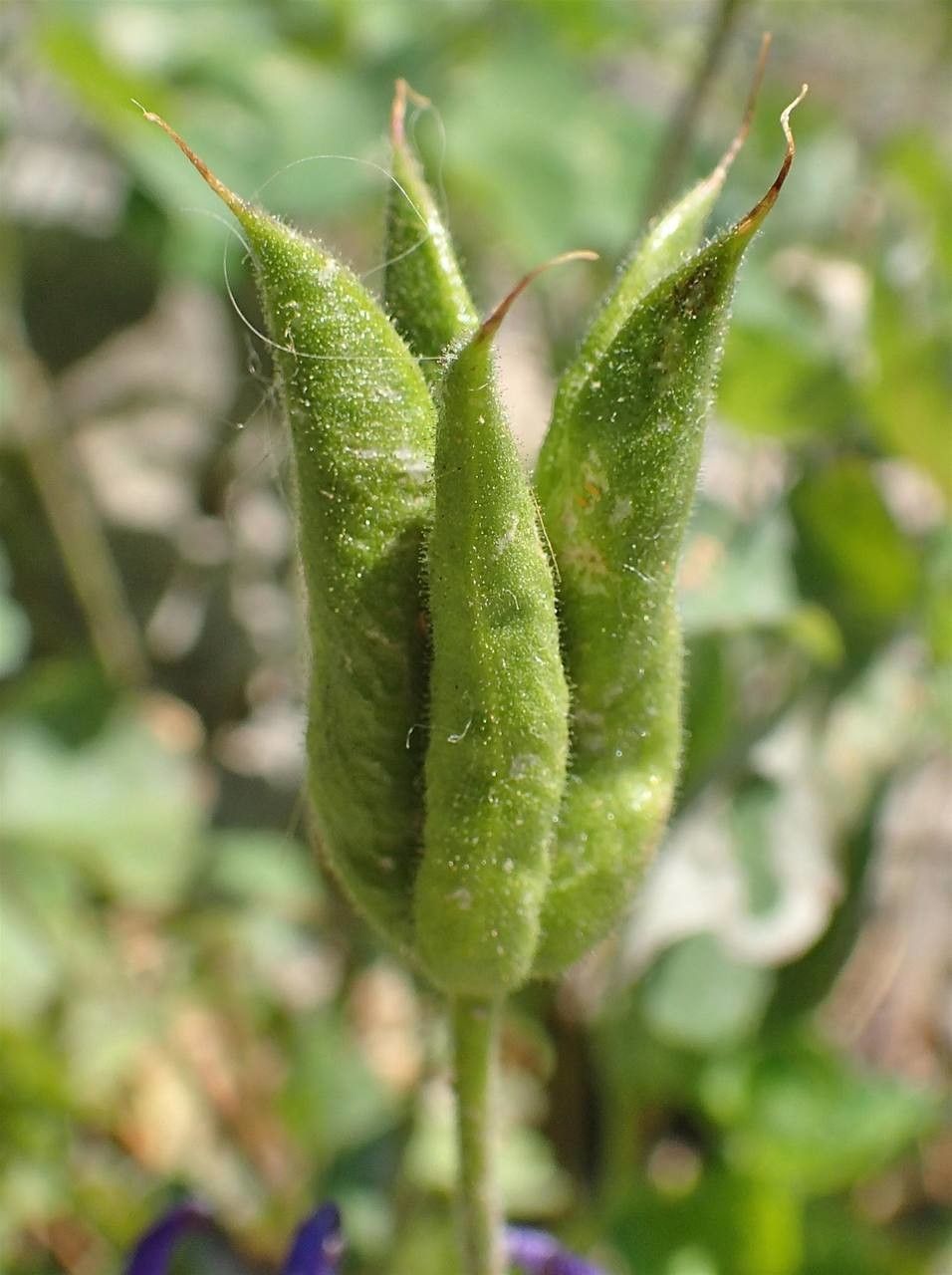 Aquilegia olympica fruit