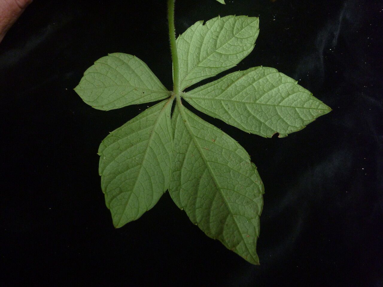 Tetrastigma obtectum