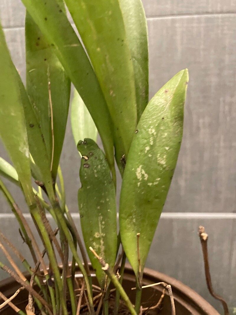 Stelis papaquerensis leaf