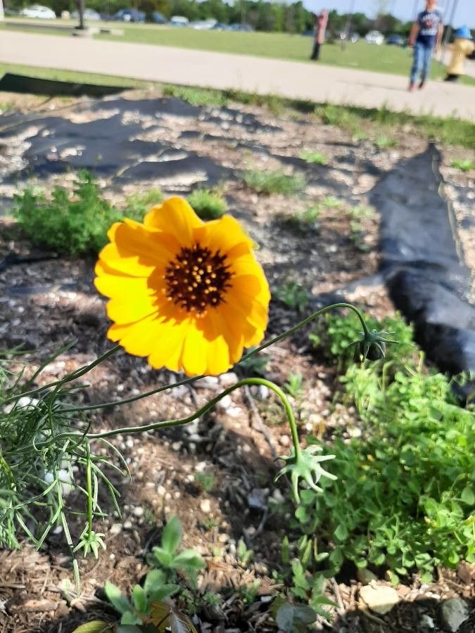 Coreopsis linifolia — houseplant care guide