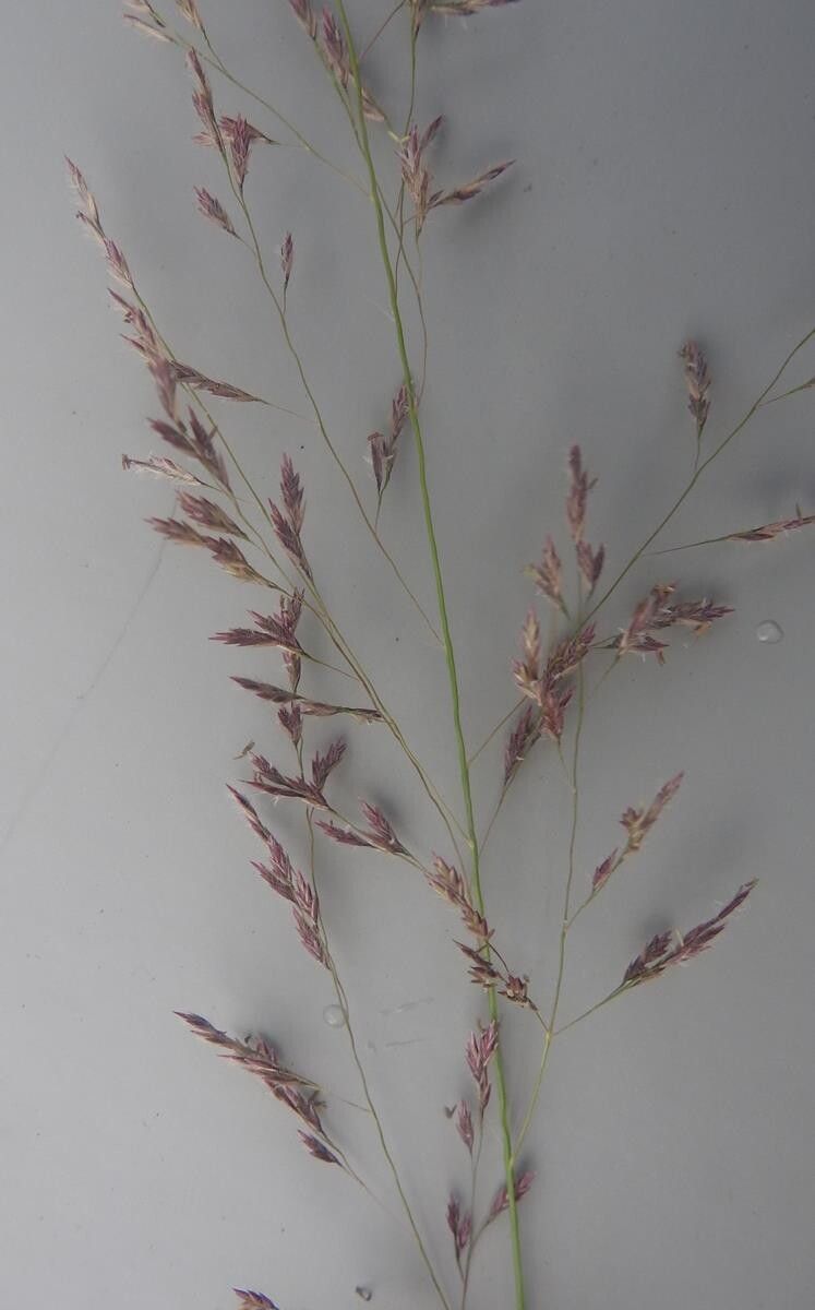 Eragrostis lappula — houseplant care guide