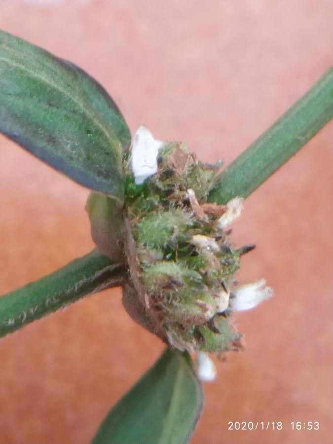 Diodia ocymifolia flower