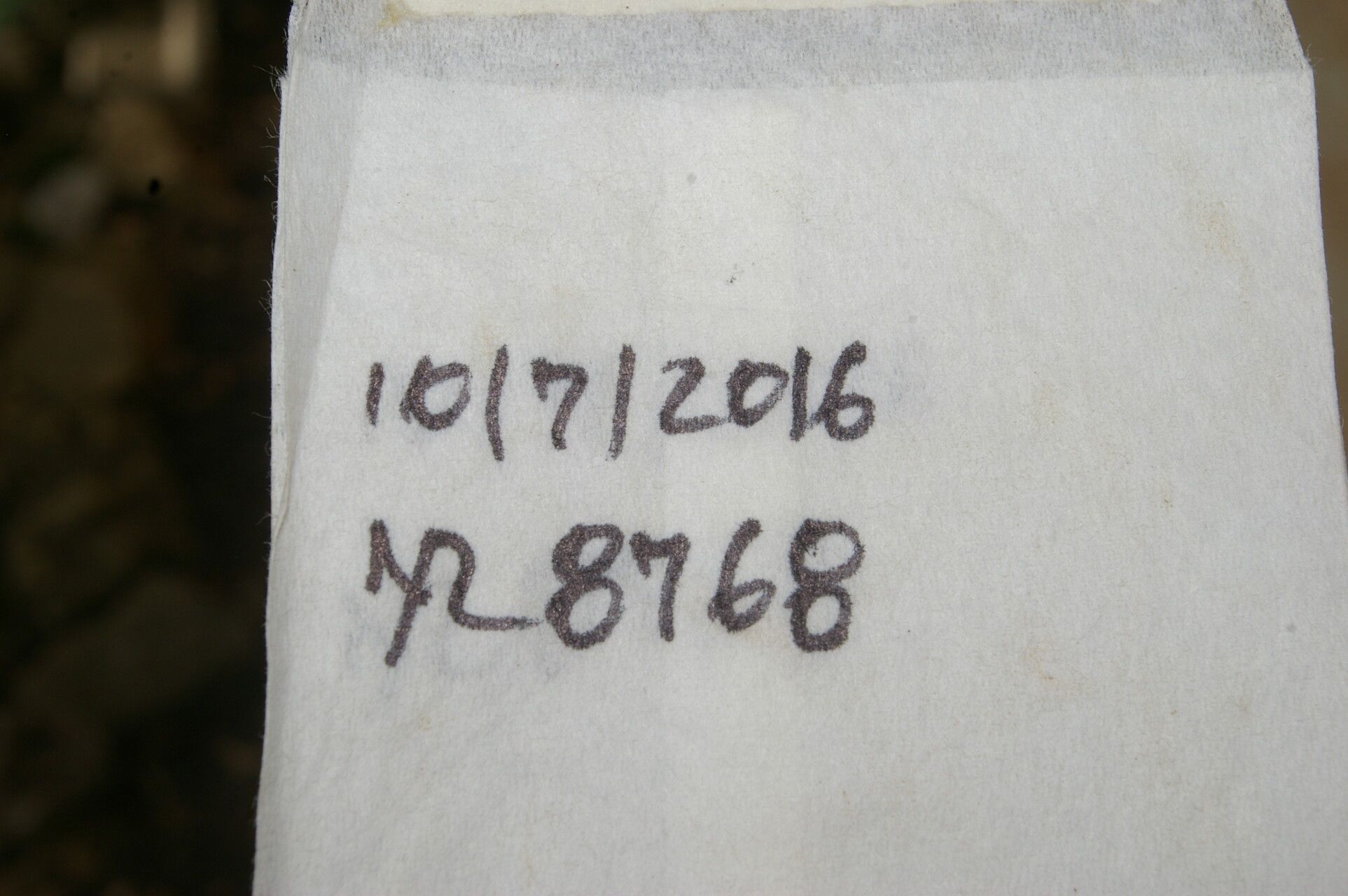 Ficus crassinervia other