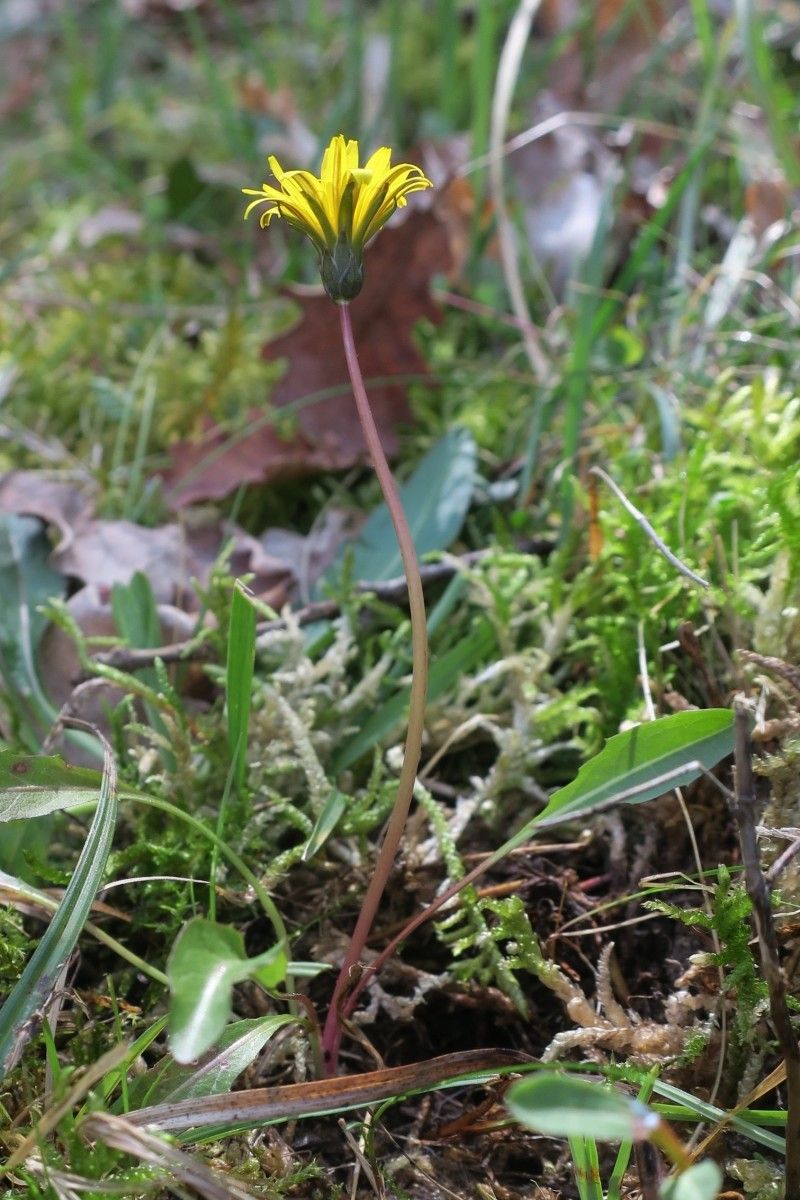 Taraxacum ciliare — search result for 'Taraxacum'