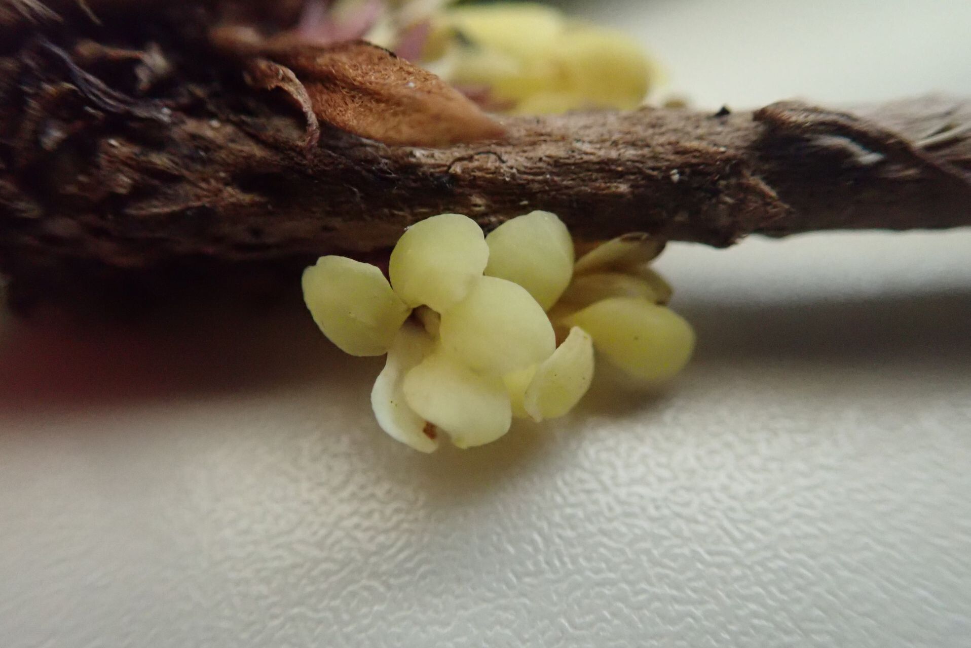 Pittosporum leratii flower