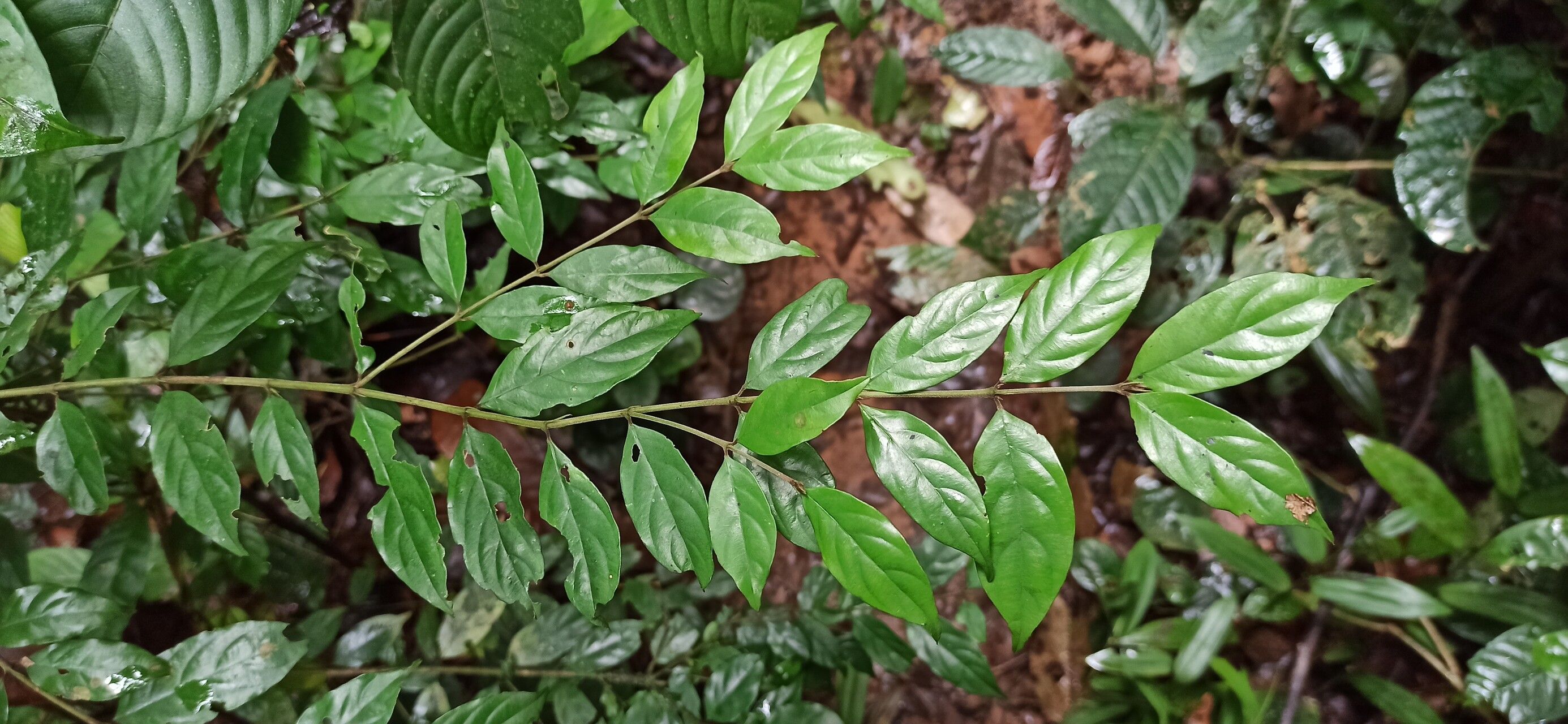 Pauridiantha canthiiflora — related species from the same genus