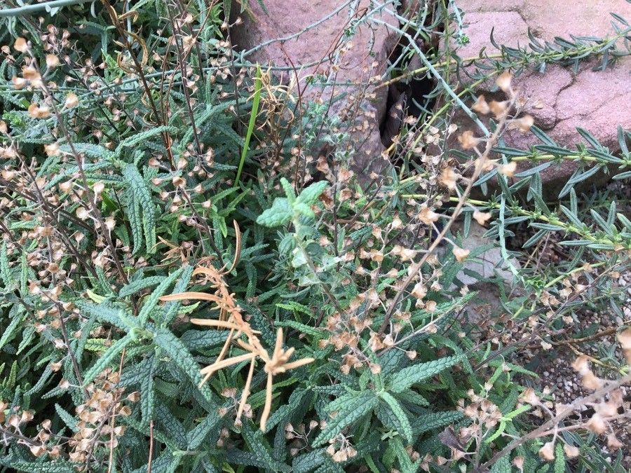 Helianthemum almeriense flower