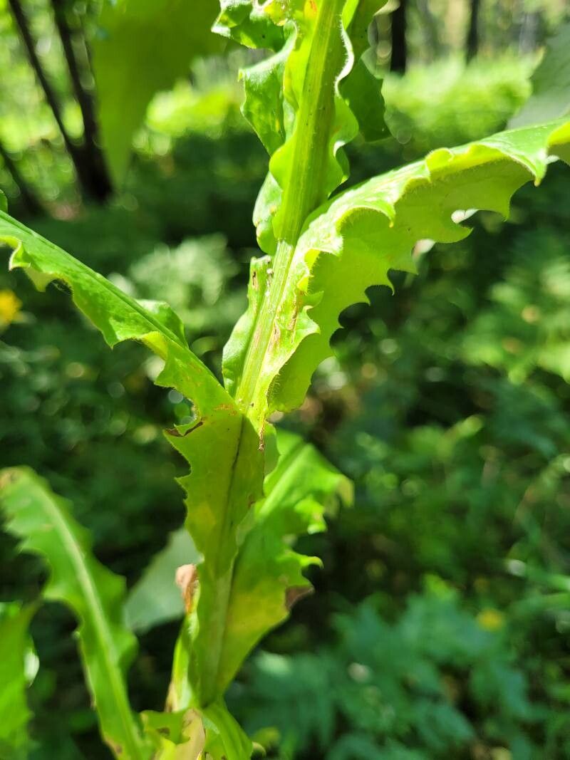 Saussurea parviflora leaf