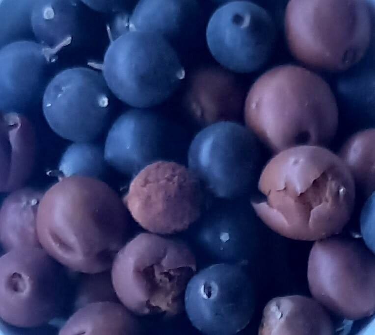 Celtis caucasica fruit