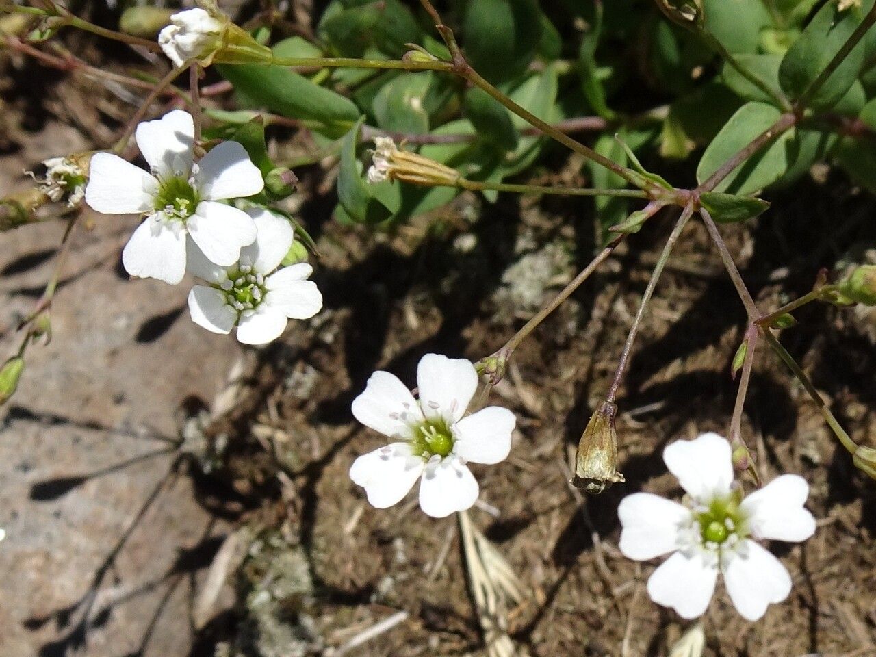Atocion rupestre flower