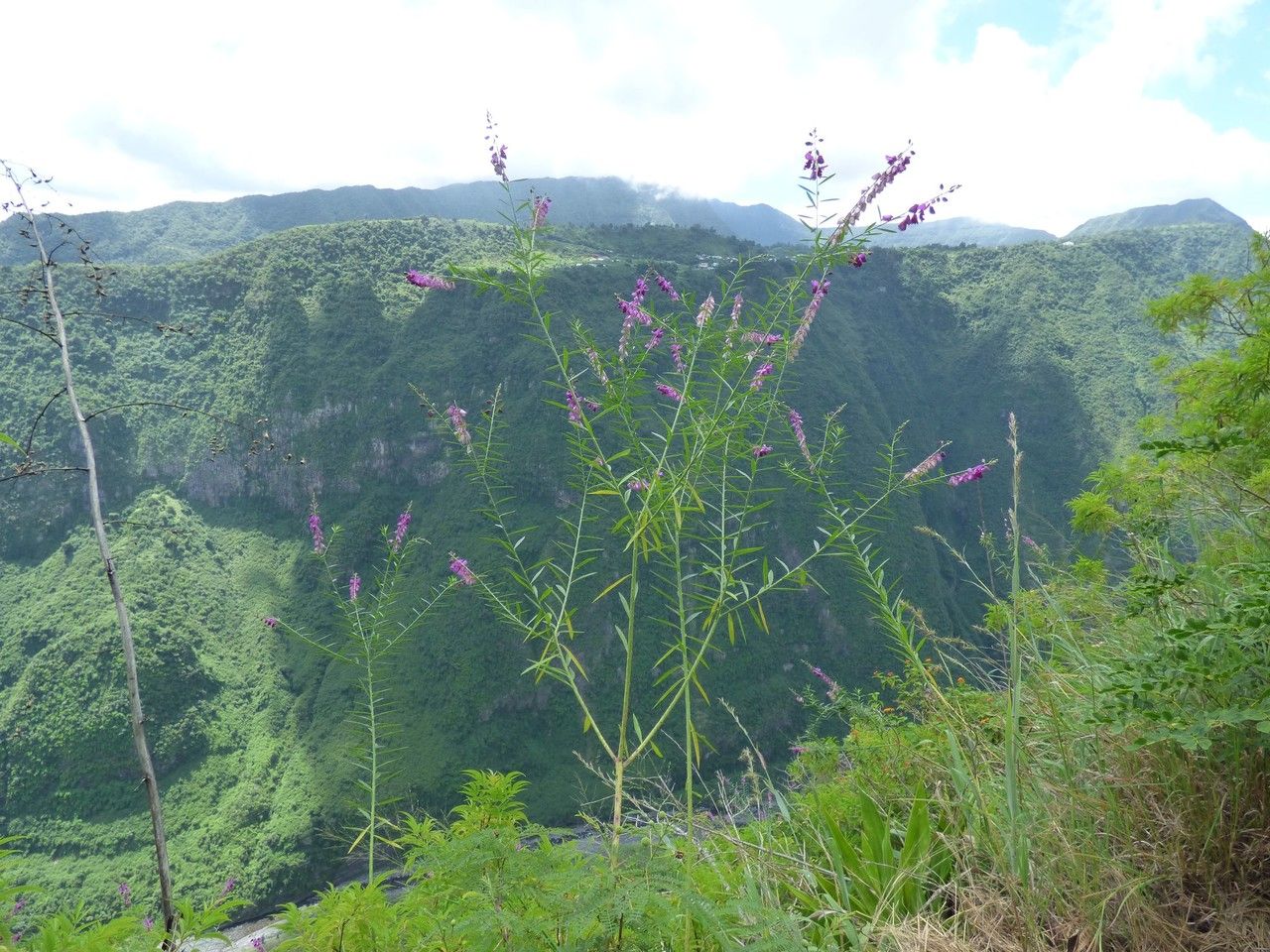 Polygala virgata bark