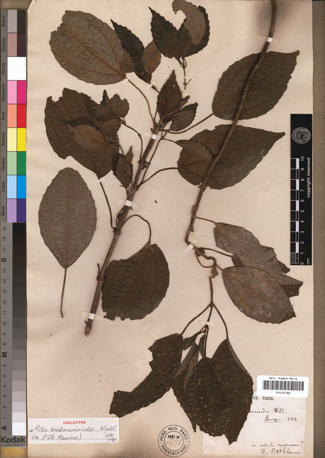 Pilea boehmerioides — search result for 'Pilea'