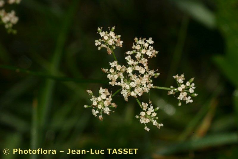 Selinum broteroi flower