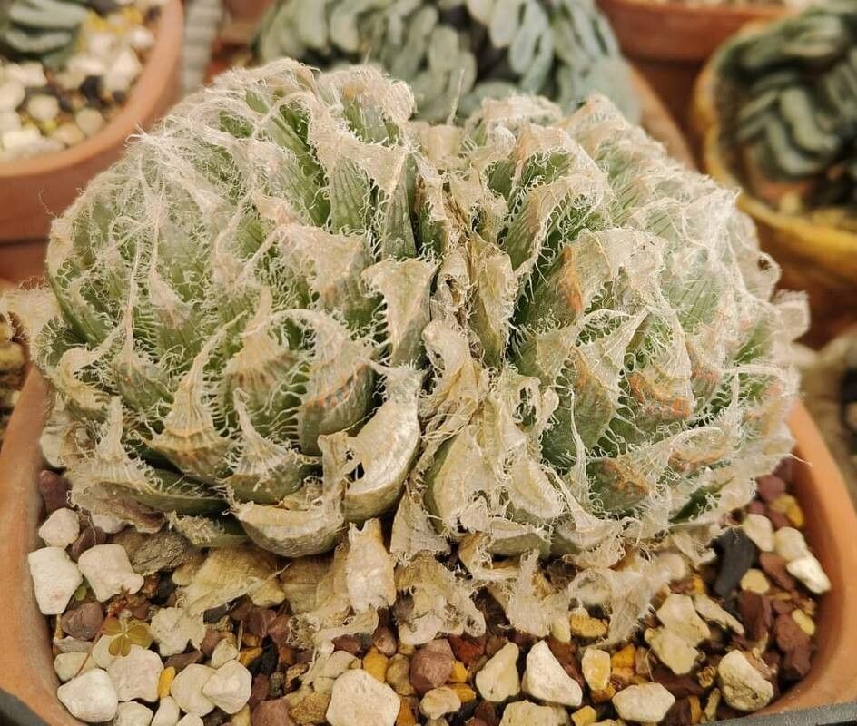 Haworthia semiviva — houseplant care guide