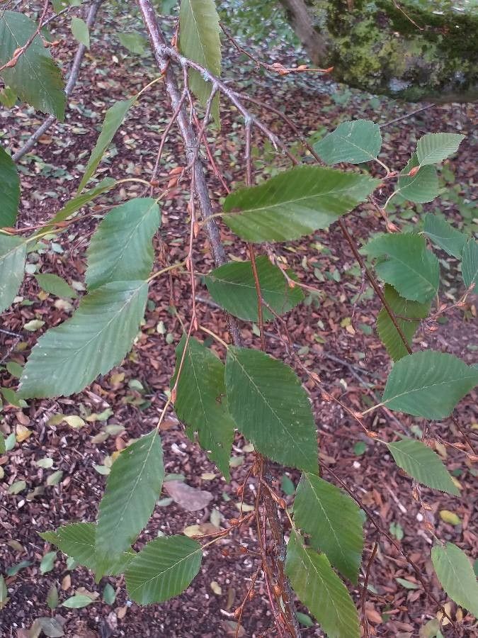Carpinus turczaninowii leaf