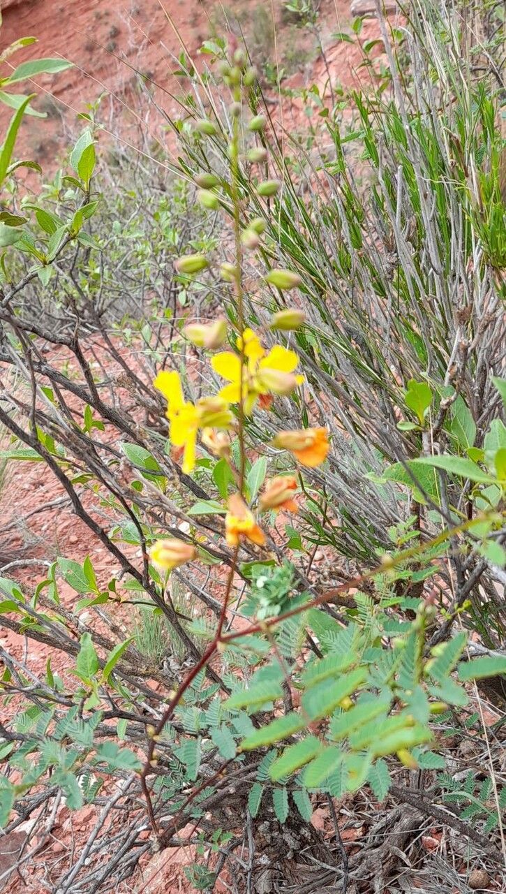 Caesalpinia mimosifolia habit