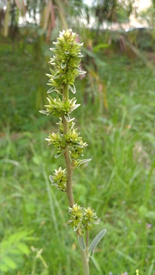 Elephantopus mollis flower