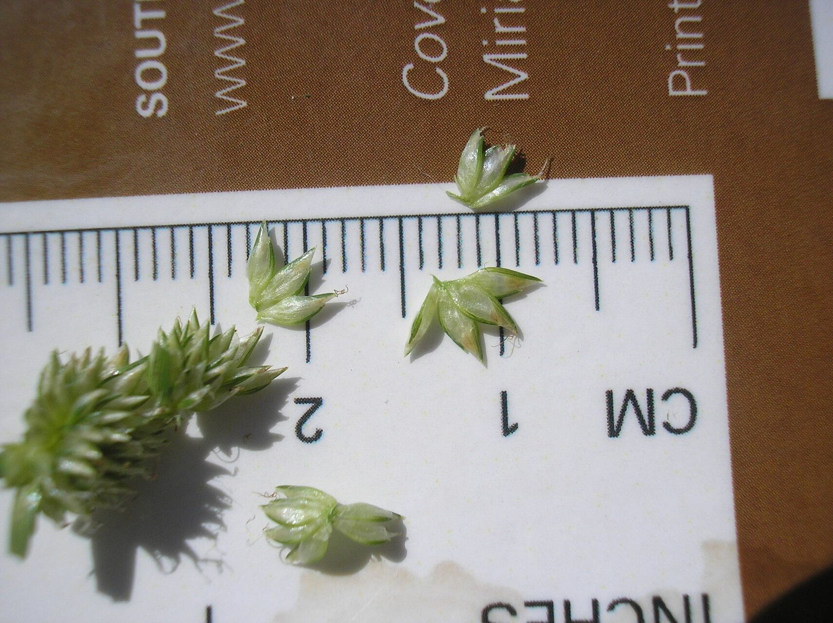 Cyperus brevifolioides flower