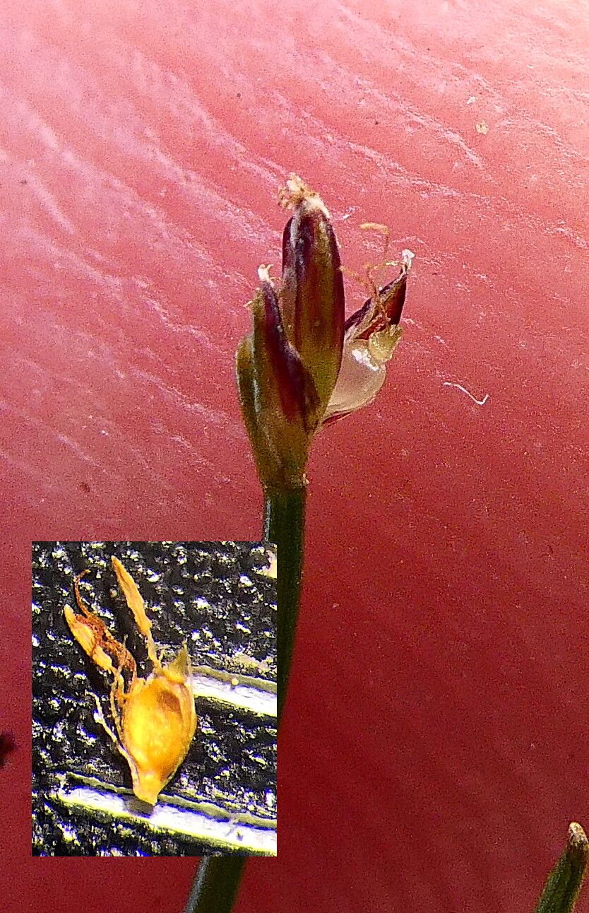 Eleocharis nana fruit