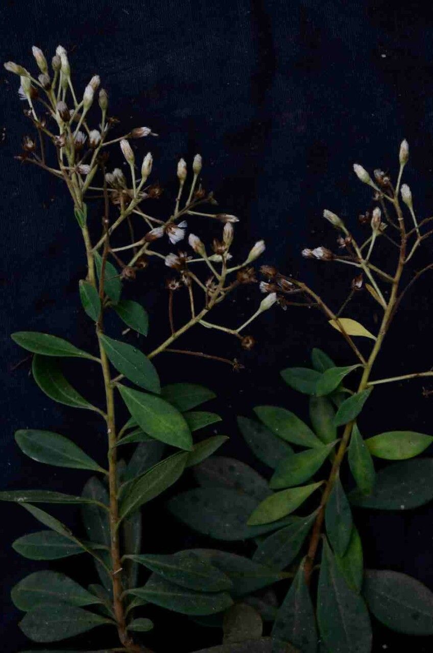 Baccharis rufidula leaf