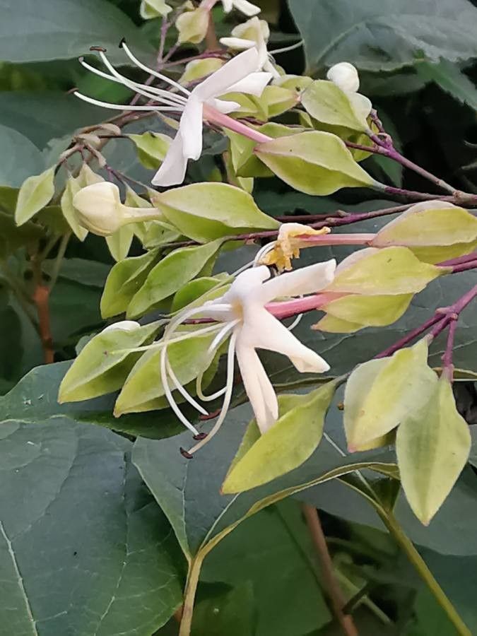 Clerodendrum tomentosum flower