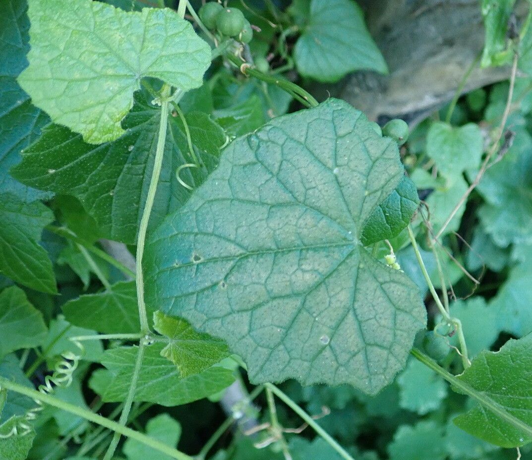 Zehneria scabra leaf