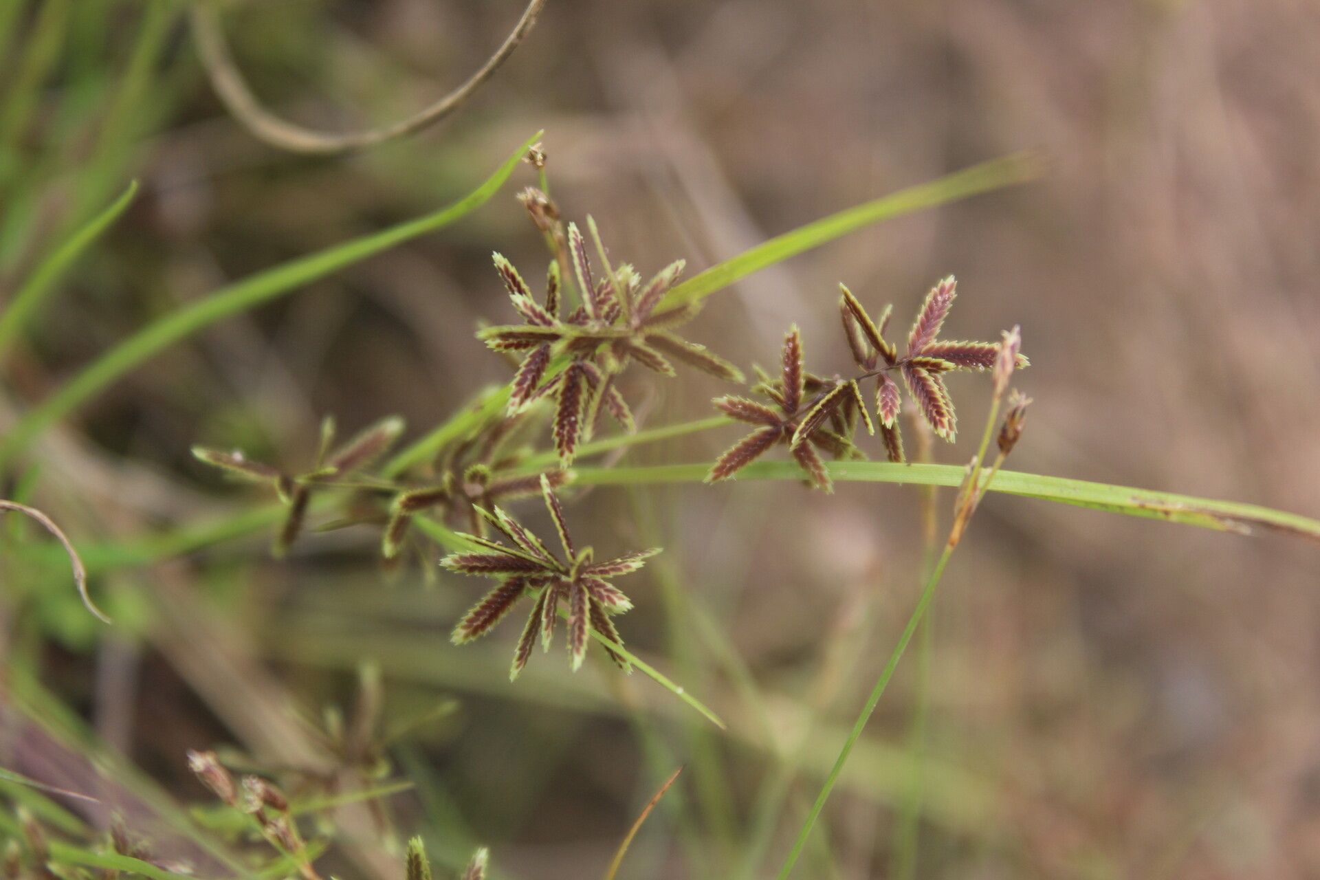 Cyperus pumilus leaf