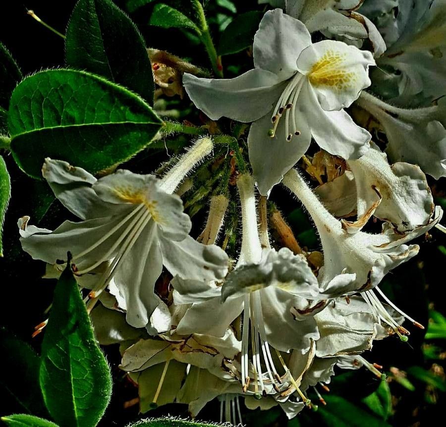 Rhododendron viscosum flower