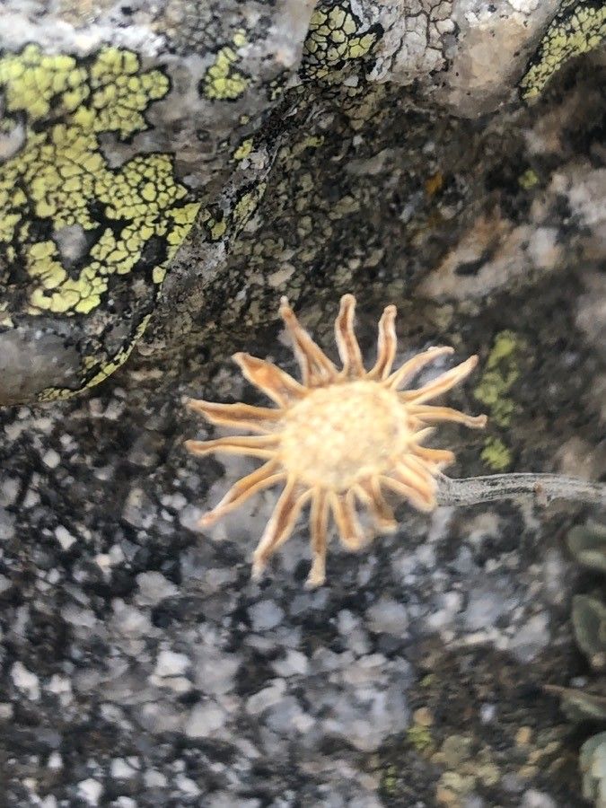 Jacobaea boissieri flower