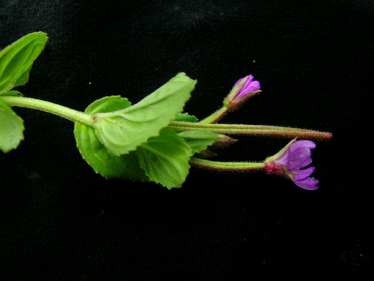 Epilobium amurense habit