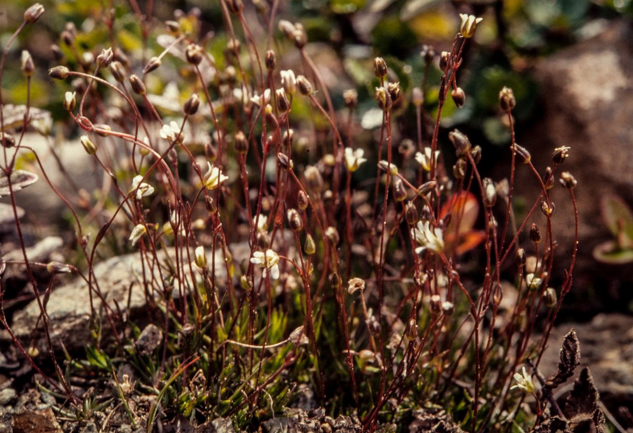 Sabulina stricta flower