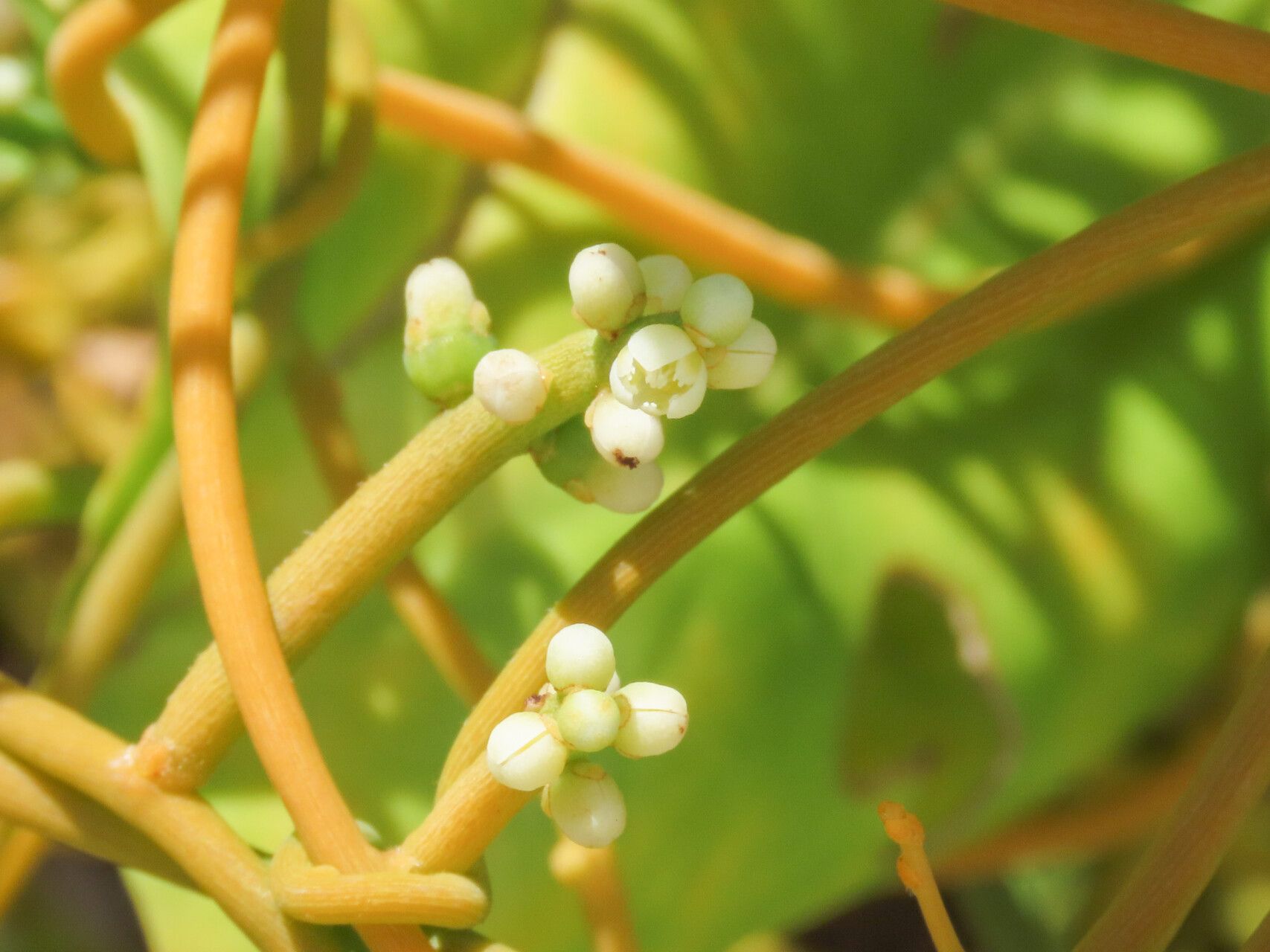 Cassytha filiformis flower