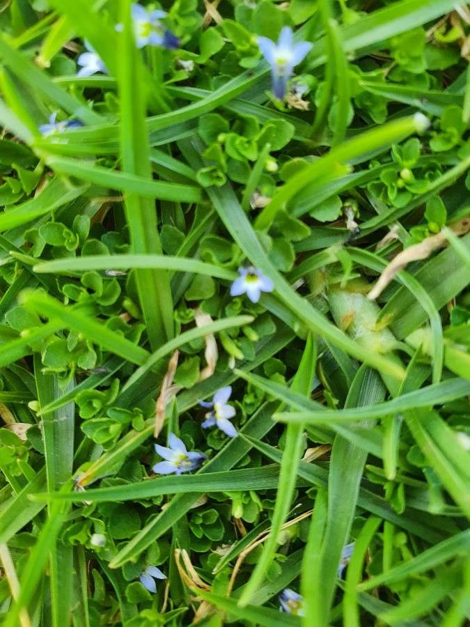 Lobelia duriprati habit