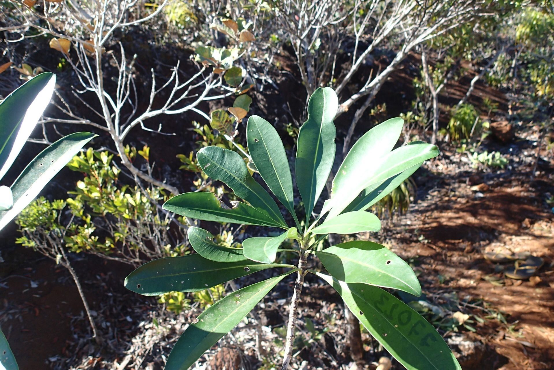 Rauvolfia balansae leaf