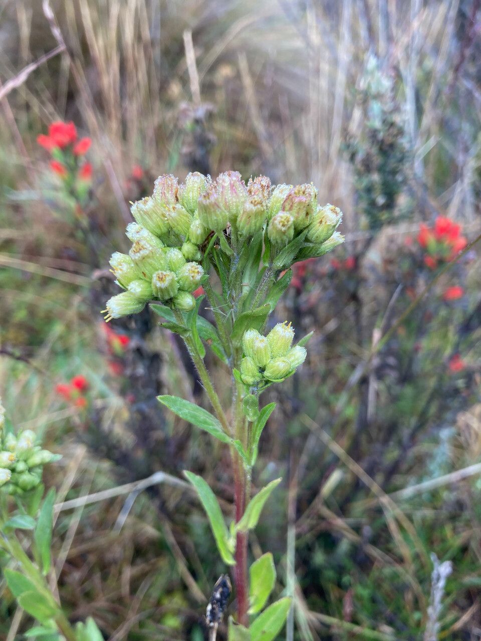 Erigeron popayanensis flower