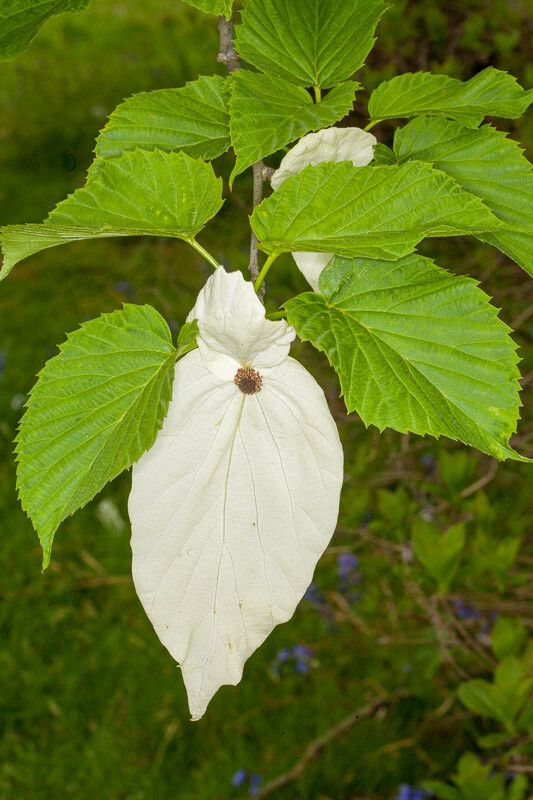 Davidia involucrata flower