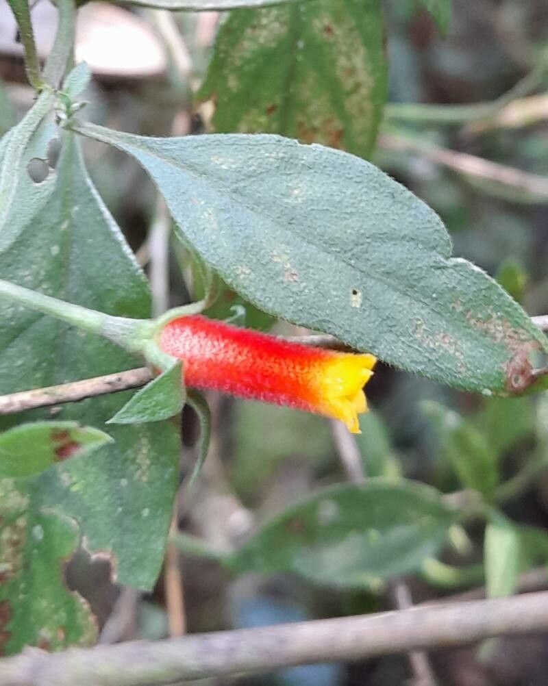 Manettia paraguariensis flower