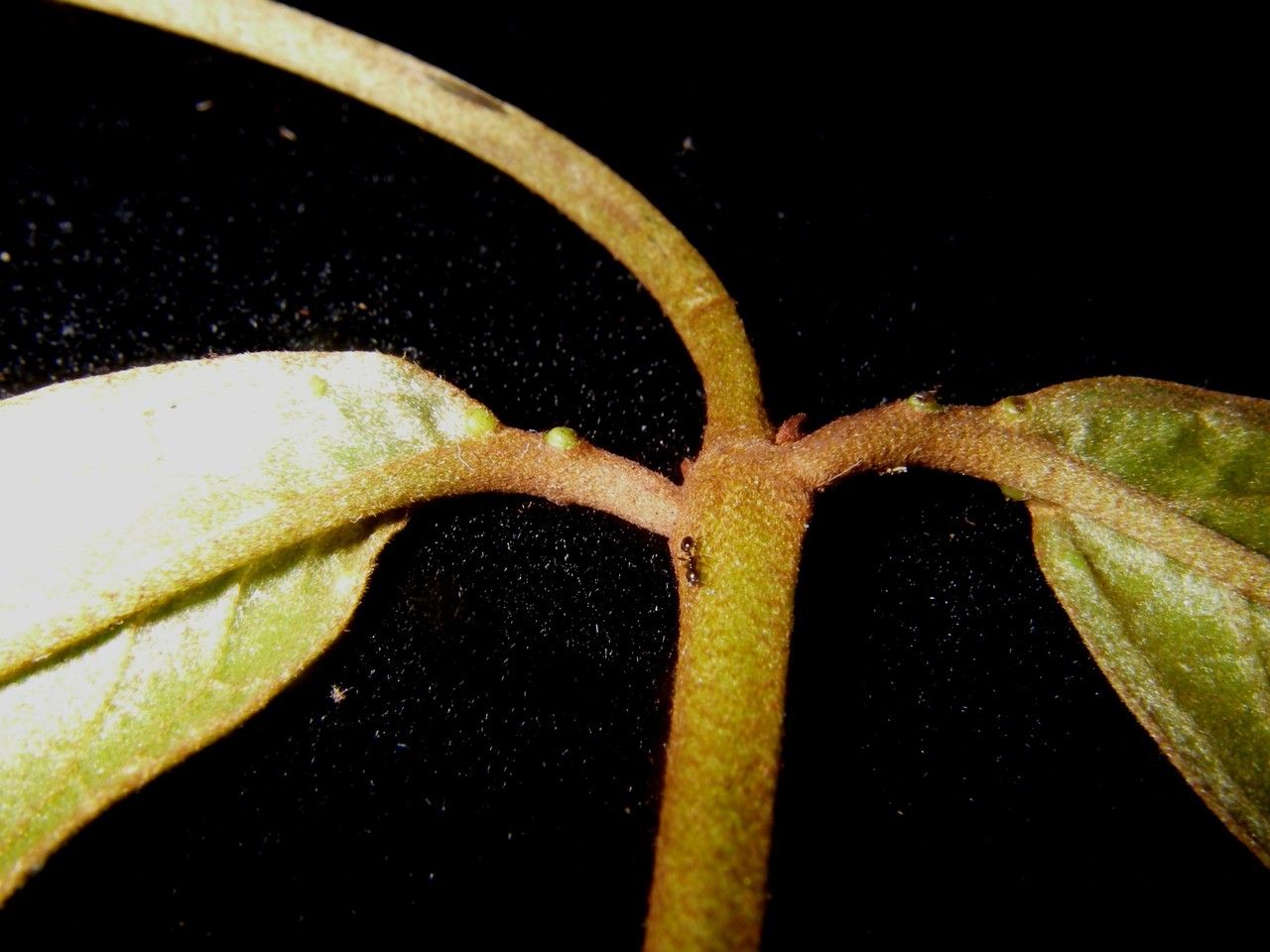 Heteropterys macrostachya fruit