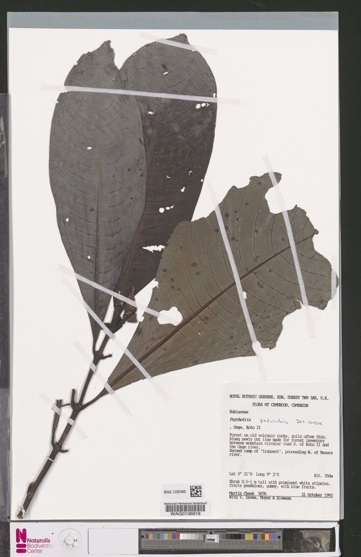 Psychotria geoscopa — houseplant care guide