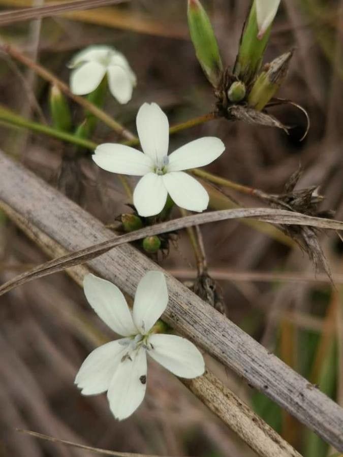 Dianthus pallens — houseplant care guide