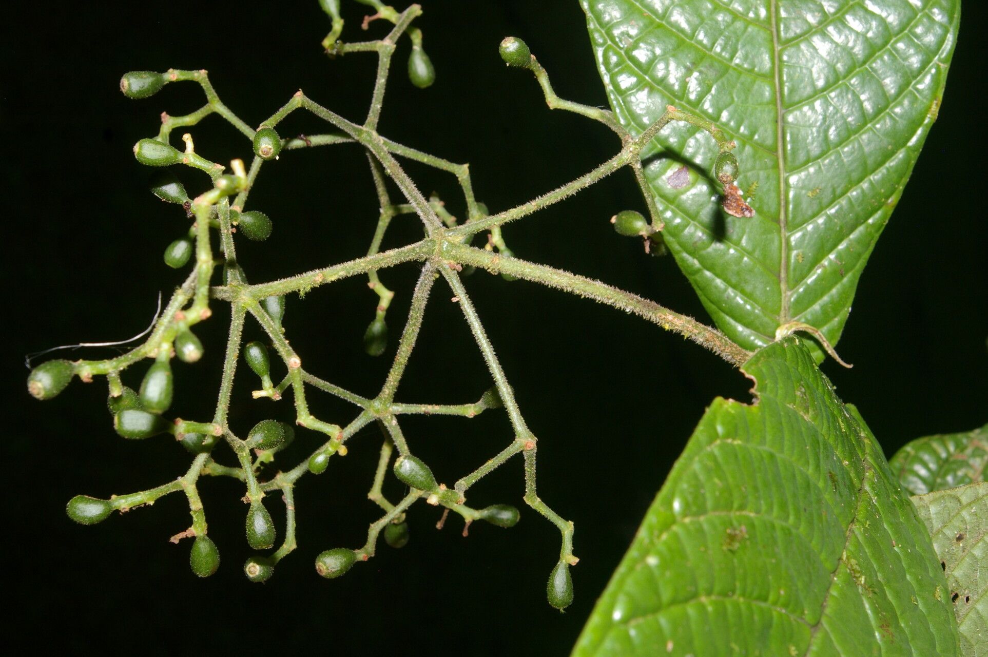 Psychotria neillii leaf